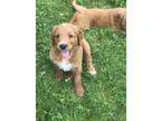 Goldendoodle Puppy for sale in Piney Flats, TN, USA