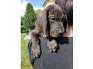 Great Dane Puppy for sale in Johnson City, TN, USA
