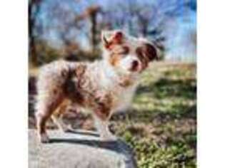 Miniature Australian Shepherd Puppy for sale in Marion, OH, USA
