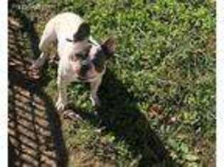 French Bulldog Puppy for sale in Somerset, KY, USA