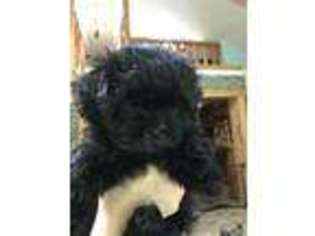 Havanese Puppy for sale in Holtwood, PA, USA