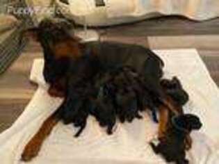 Doberman Pinscher Puppy for sale in Oregon City, OR, USA