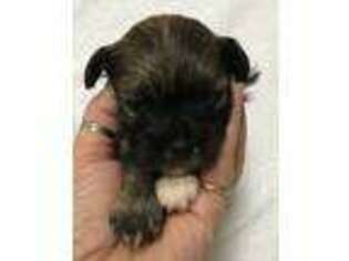 Havanese Puppy for sale in Tillamook, OR, USA