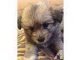 Maltipom Puppy for sale in LEONA VALLEY, CA, USA