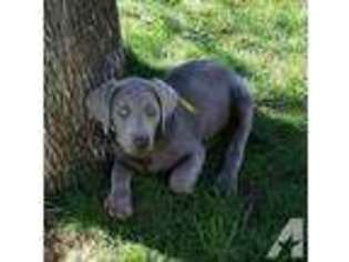 Labrador Retriever Puppy for sale in EAGLE CREEK, OR, USA