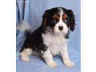 Cavalier King Charles Spaniel Puppy for sale in Greensboro, NC, USA