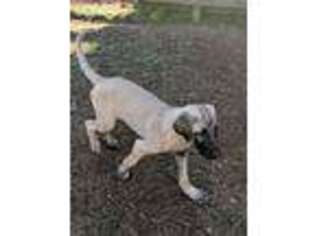 Anatolian Shepherd Puppy for sale in Ruther Glen, VA, USA