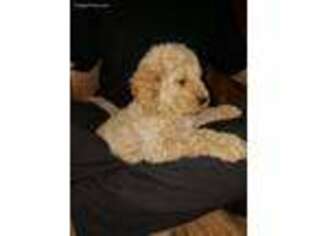 Goldendoodle Puppy for sale in Poplarville, MS, USA