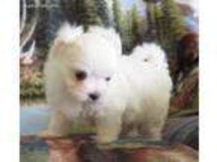 Maltese Puppy for sale in Blanchard, OK, USA