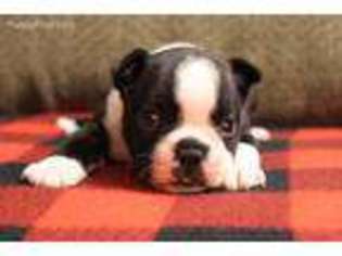 Boston Terrier Puppy for sale in Wichita, KS, USA