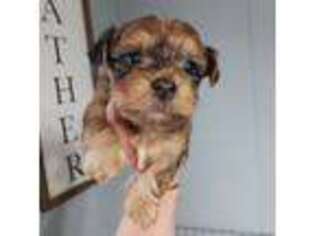 Yorkshire Terrier Puppy for sale in Jonesborough, TN, USA