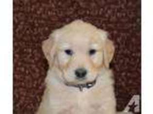 Labrador Retriever Puppy for sale in HOWE, IN, USA
