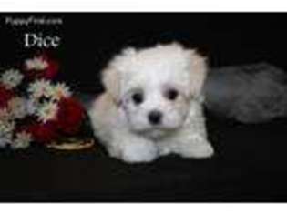 Maltese Puppy for sale in Leon, IA, USA