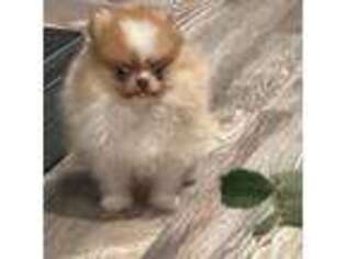 Pomeranian Puppy for sale in Mer Rouge, LA, USA