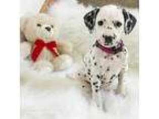 Dalmatian Puppy for sale in Broomfield, CO, USA