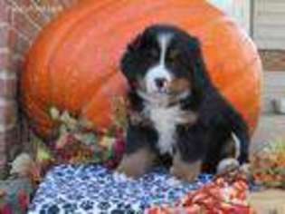 Bernese Mountain Dog Puppy for sale in Hopewell, PA, USA