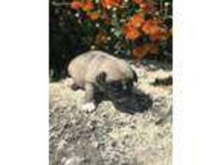 Pug Puppy for sale in Vienna, MO, USA