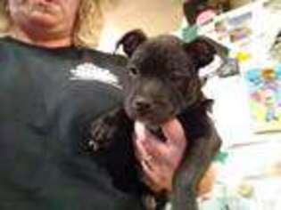 Staffordshire Bull Terrier Puppy for sale in Mount Pleasant Mills, PA, USA