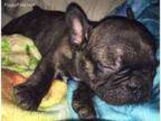 French Bulldog Puppy for sale in Whittier, NC, USA