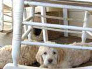 Labradoodle Puppy for sale in Comer, GA, USA