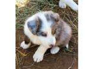 Border Collie Puppy for sale in Fort Lupton, CO, USA