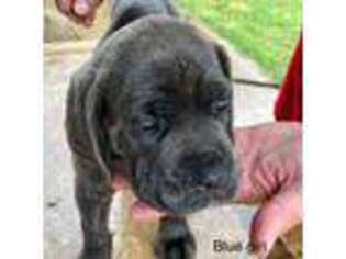 Cane Corso Puppy for sale in Wailuku, HI, USA