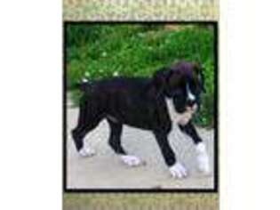 Boxer Puppy for sale in Litchfield, OH, USA