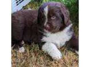 Newfoundland Puppy for sale in Tobaccoville, NC, USA