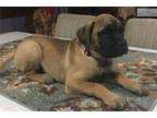 Bullmastiff Puppy for sale in Knoxville, TN, USA