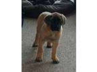 Mastiff Puppy for sale in Whitelaw, WI, USA