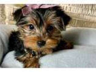 Yorkshire Terrier Puppy for sale in Tulsa, OK, USA