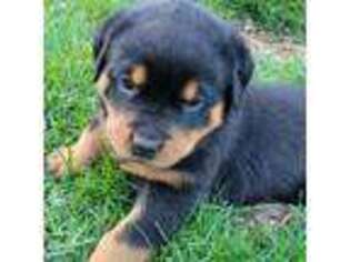 Rottweiler Puppy for sale in Denver, PA, USA
