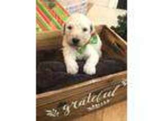 Goldendoodle Puppy for sale in Johnson City, TN, USA