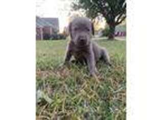 Labrador Retriever Puppy for sale in Warner Robins, GA, USA