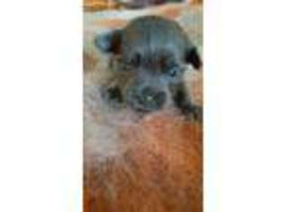 Shorkie Tzu Puppy for sale in Glenwood, WA, USA