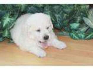 Mutt Puppy for sale in Waconia, MN, USA
