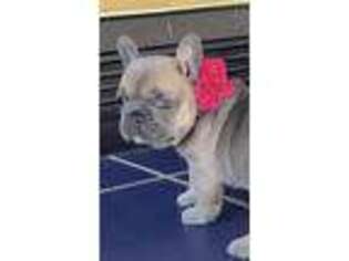 French Bulldog Puppy for sale in Lincoln, NE, USA