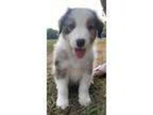 Australian Shepherd Puppy for sale in Cartersville, GA, USA
