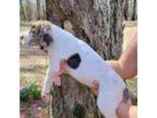Great Dane Puppy for sale in Gibson, GA, USA