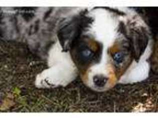 Miniature Australian Shepherd Puppy for sale in Choctaw, OK, USA