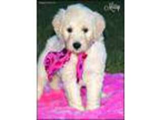 Goldendoodle Puppy for sale in Greenbrier, AR, USA