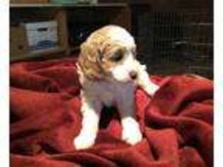 Goldendoodle Puppy for sale in San Saba, TX, USA