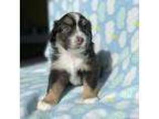 Miniature Australian Shepherd Puppy for sale in Hialeah, FL, USA