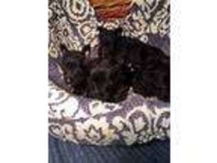 Scottish Terrier Puppy for sale in GODWIN, NC, USA