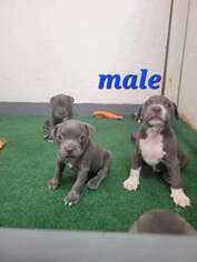 American Pit Bull Terrier Puppy for sale in Chenango Forks, NY, USA