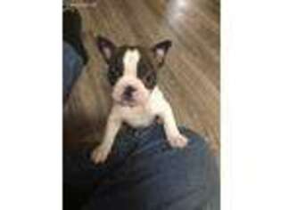 Boston Terrier Puppy for sale in Canal Fulton, OH, USA