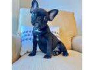 French Bulldog Puppy for sale in West Columbia, SC, USA