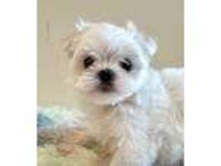 Maltese Puppy for sale in Cincinnati, OH, USA