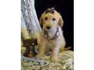 Goldendoodle Puppy for sale in HILLSBORO, OH, USA