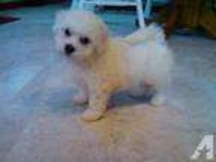 Bichon Frise Puppy for sale in OAK HARBOR, OH, USA